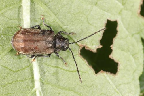 Réf. 209 877 : Pyrrhalta viburni